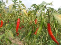 Why Farming Is a Long-Term Commitment, Not a Trend